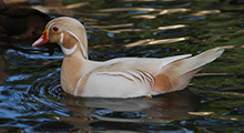 Wood Ducks - Carolina (Silver)